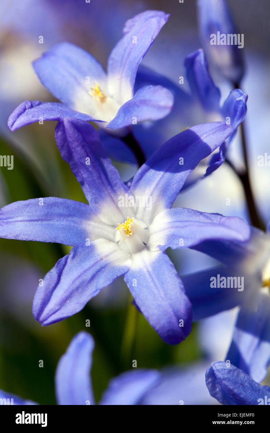 Herrlichkeit der Schnee Nahaufnahme Stockfoto