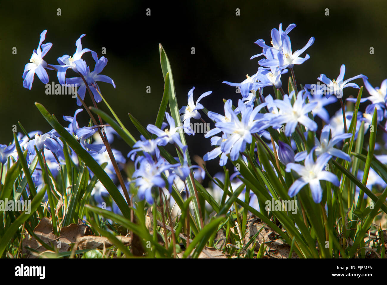 Glory of the Snow, Scilla luciliae, Chionodoxa luciliae, frühe Frühlingsgartenblumen Stockfoto