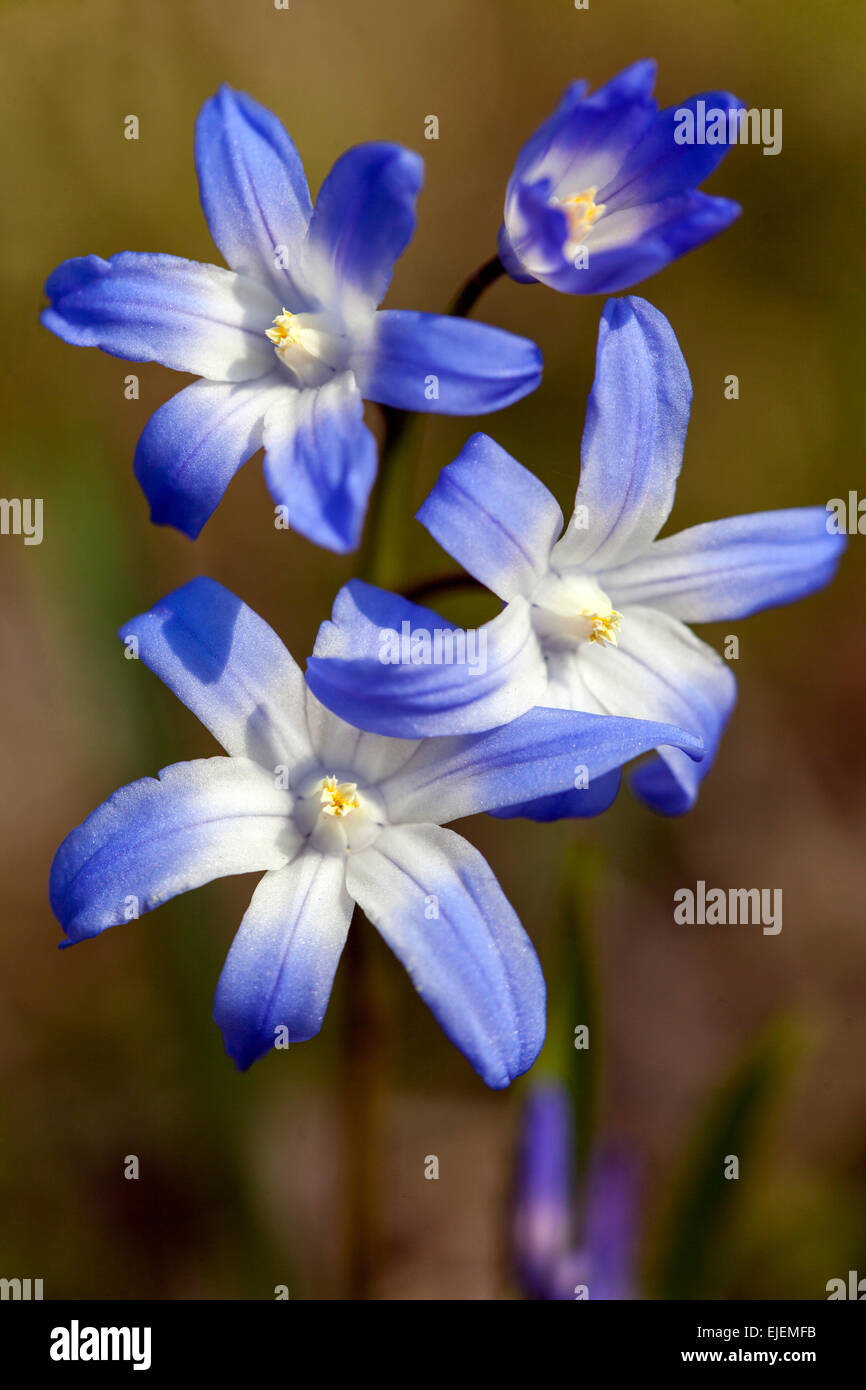 Herrlichkeit der Schnee, Scilla luciliae-, Chionodoxa luciliae-, früher Frühling Blumen Stockfoto