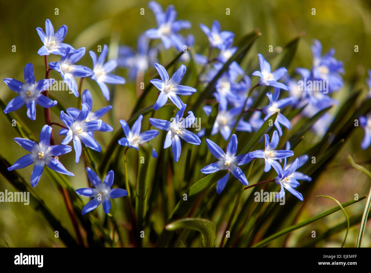 Chionodoxa luciliae klumpt Blumen im Frühlingsgarten Stockfoto