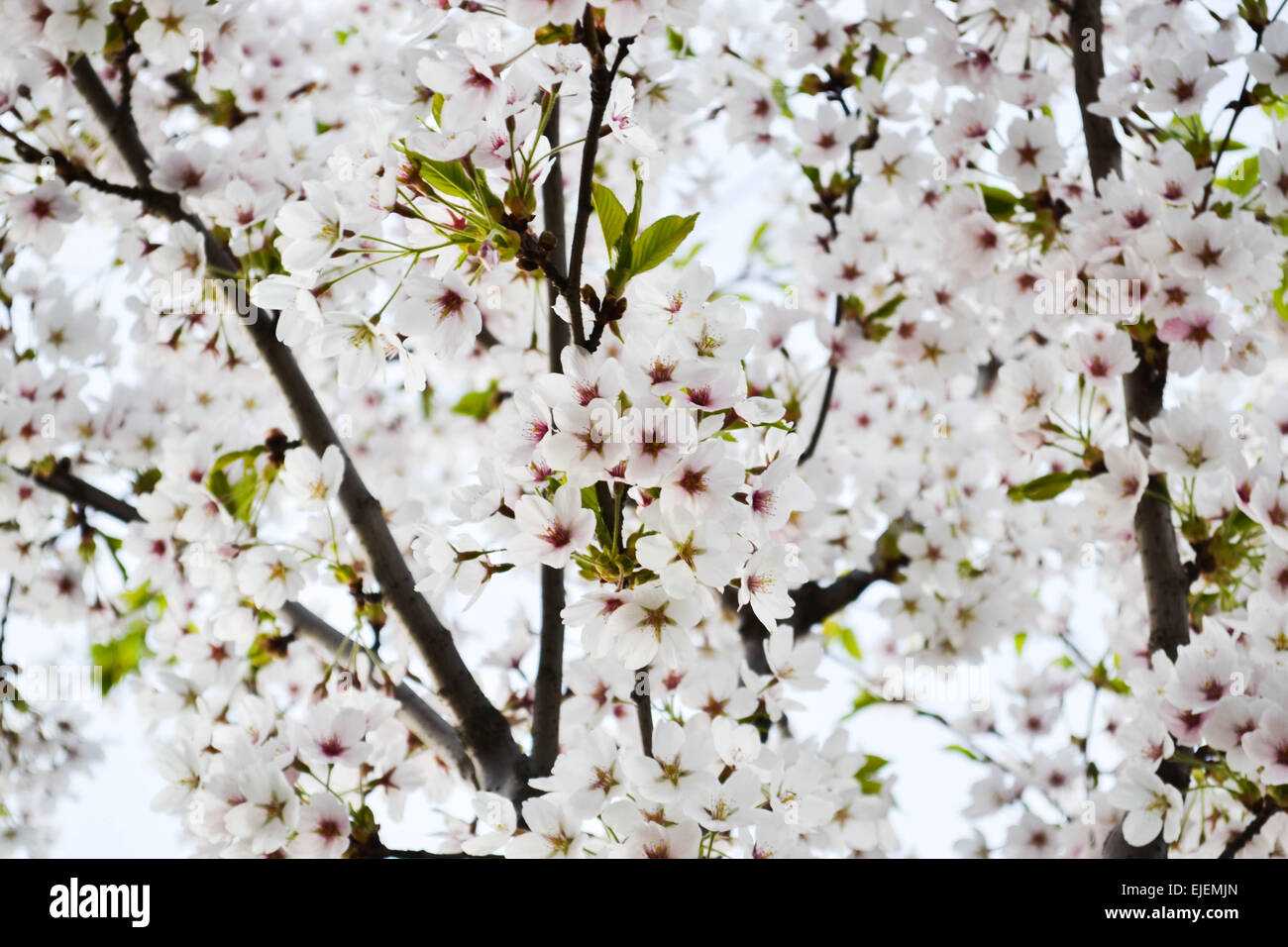 Sakura - blüht eine weiße Kirschbaum. Stockfoto