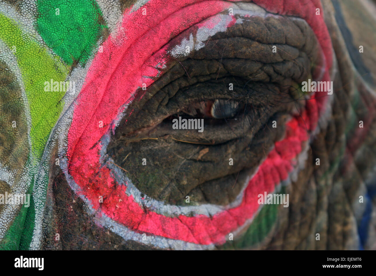 Bemalte Elefanten hautnah des Auges in Jaipur Stockfoto
