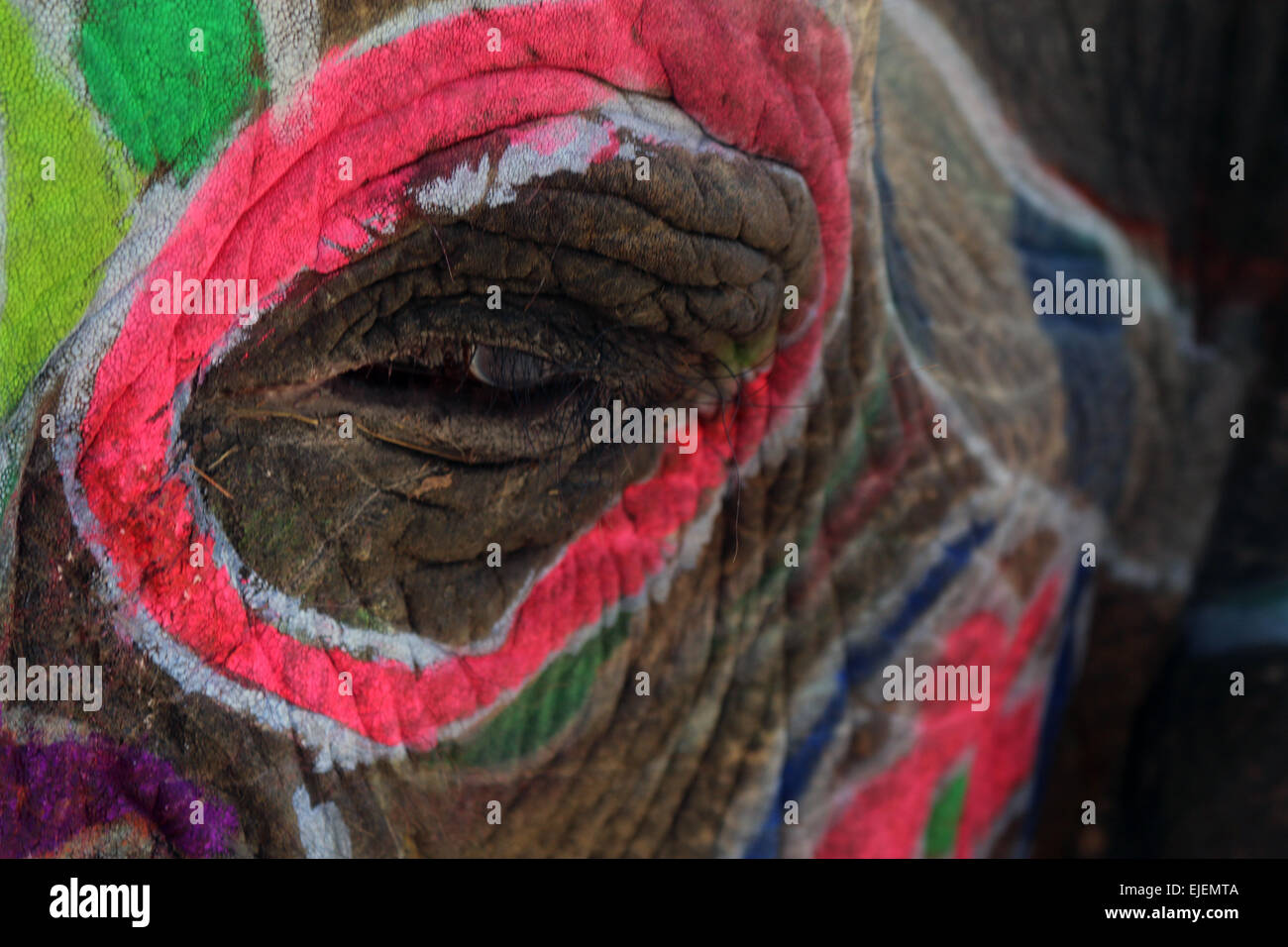 Bemalte Elefanten hautnah des Auges in Jaipur Stockfoto