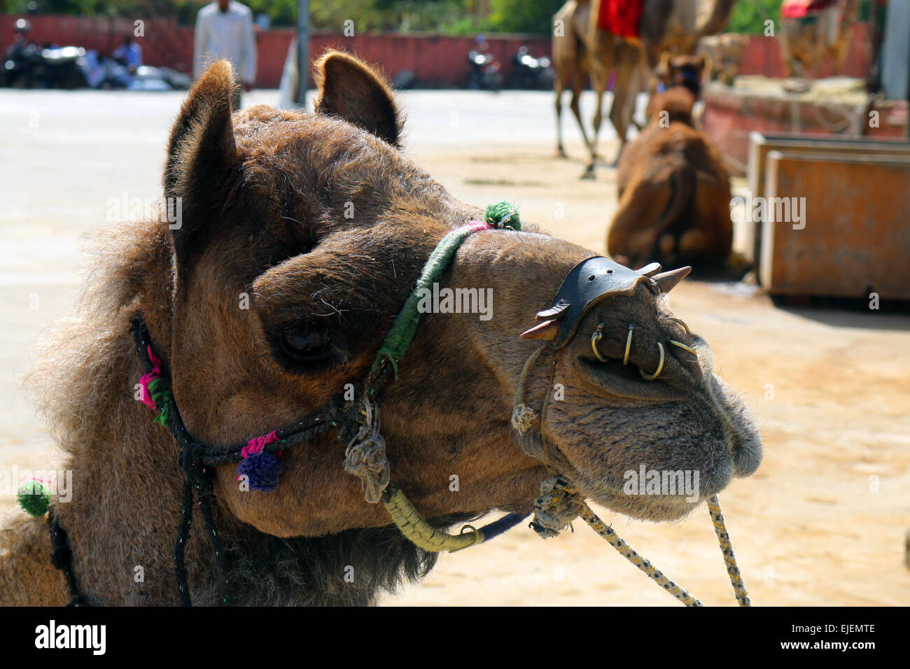 Ein Kamel ruht in Jaipur Indien Stockfoto