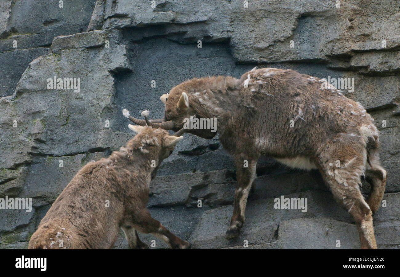 Bekämpfung der alpinen Steinböcke oder Gämsböcke (Capra Ibex) Stockfoto