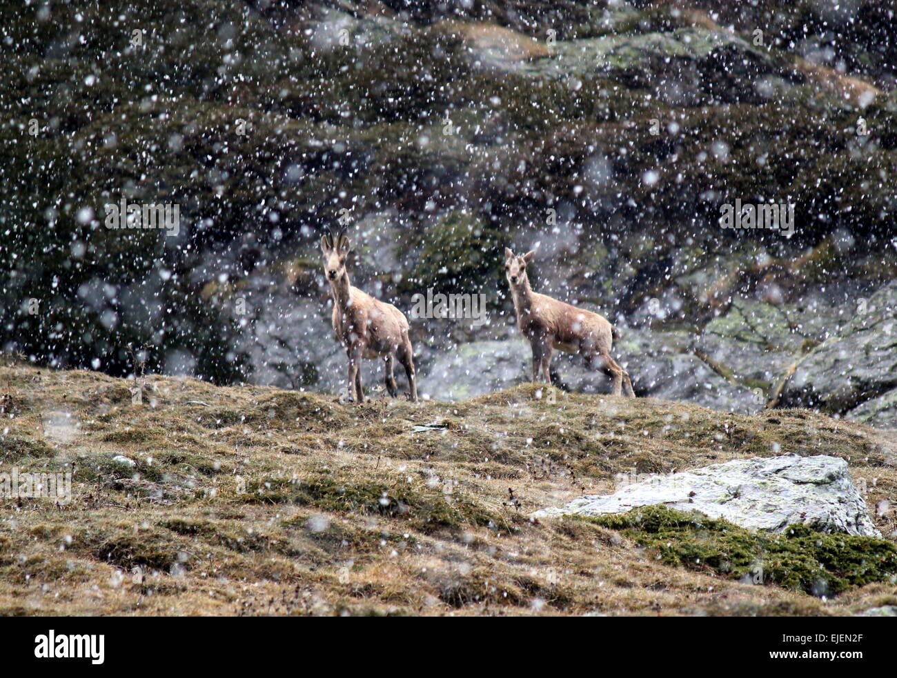 Alpine Steinböcke (Capra Ibex) in den hohen Bergen, Schnee fällt Stockfoto