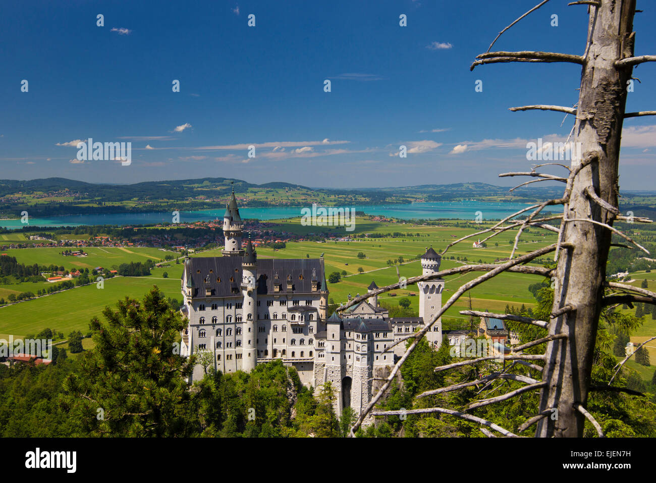 Schloss Neuschwanstein in Bayern, Deutschland mit grünen, blauen Himmel und blauen Seen, die durch die trockene Äste von einem tr gesehen Stockfoto