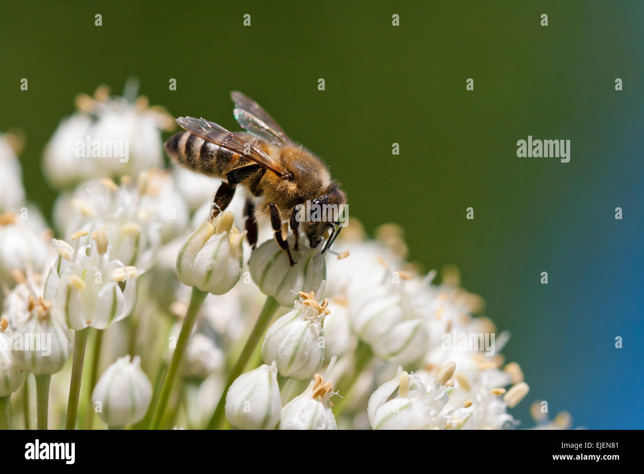 Isolierte Honigbiene sammelt Nektar auf einer Blume Stockfoto