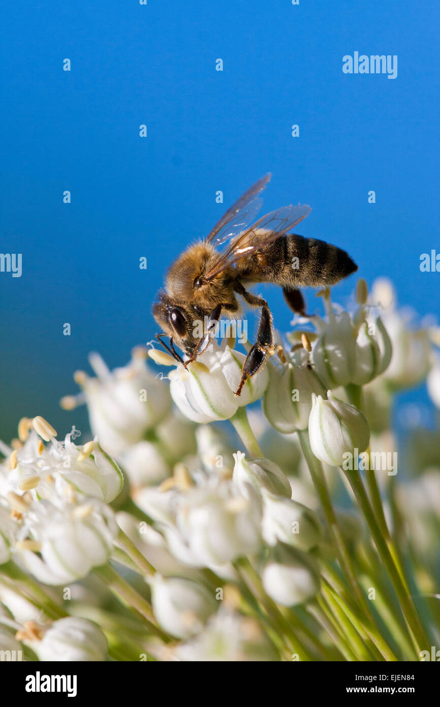 Honigbiene auf weiße Blume Zwiebel sammeln von pollen Stockfoto