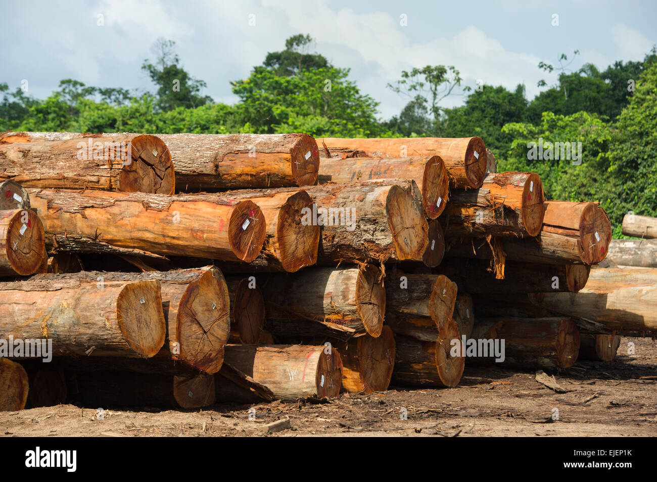 Greenhaert Gruppe, Laubholz Sägewerk, Apura, Suriname Stockfoto