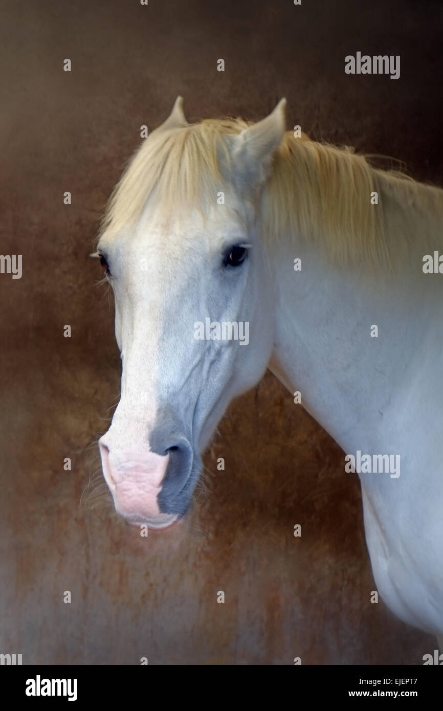 Malerische Kopf und Schultern Portraitbild des Schimmels Dun farbigen Hintergrund. Stockfoto