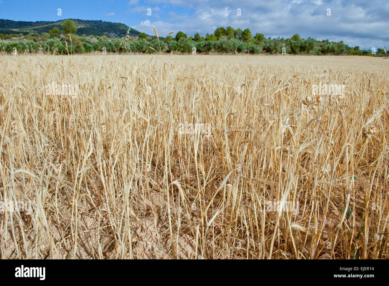 Getreide ernten Feld unter sonnigen Wolkenhimmel, Guadalajara, Spanien Stockfoto