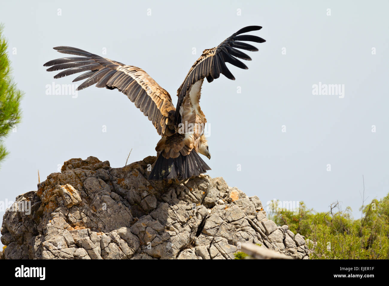 Kap Geier hocken auf einem Felsen mit offenen Flügeln Stockfoto