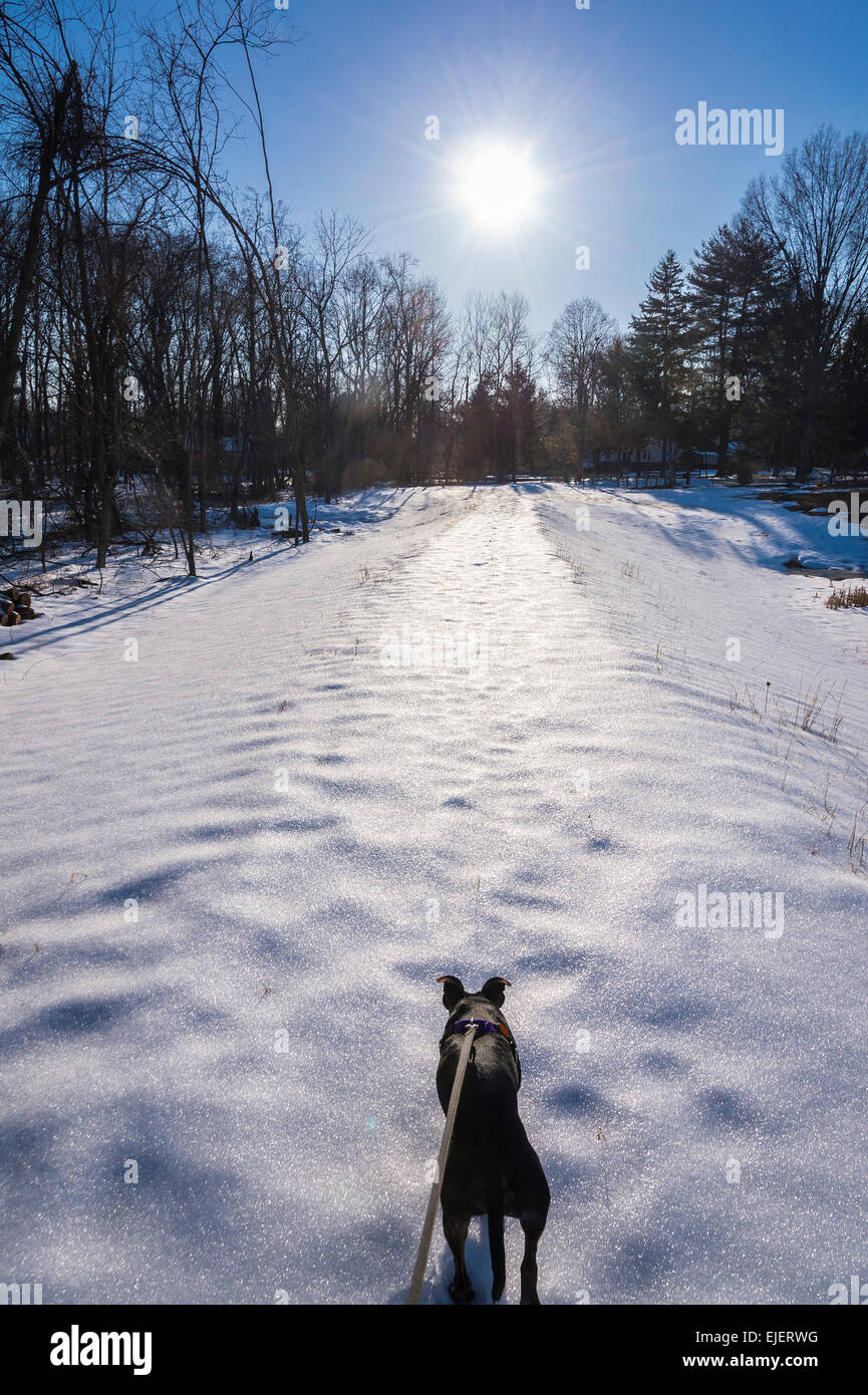 Spaziergang mit Hund im Schnee mit Sonne Stockfoto