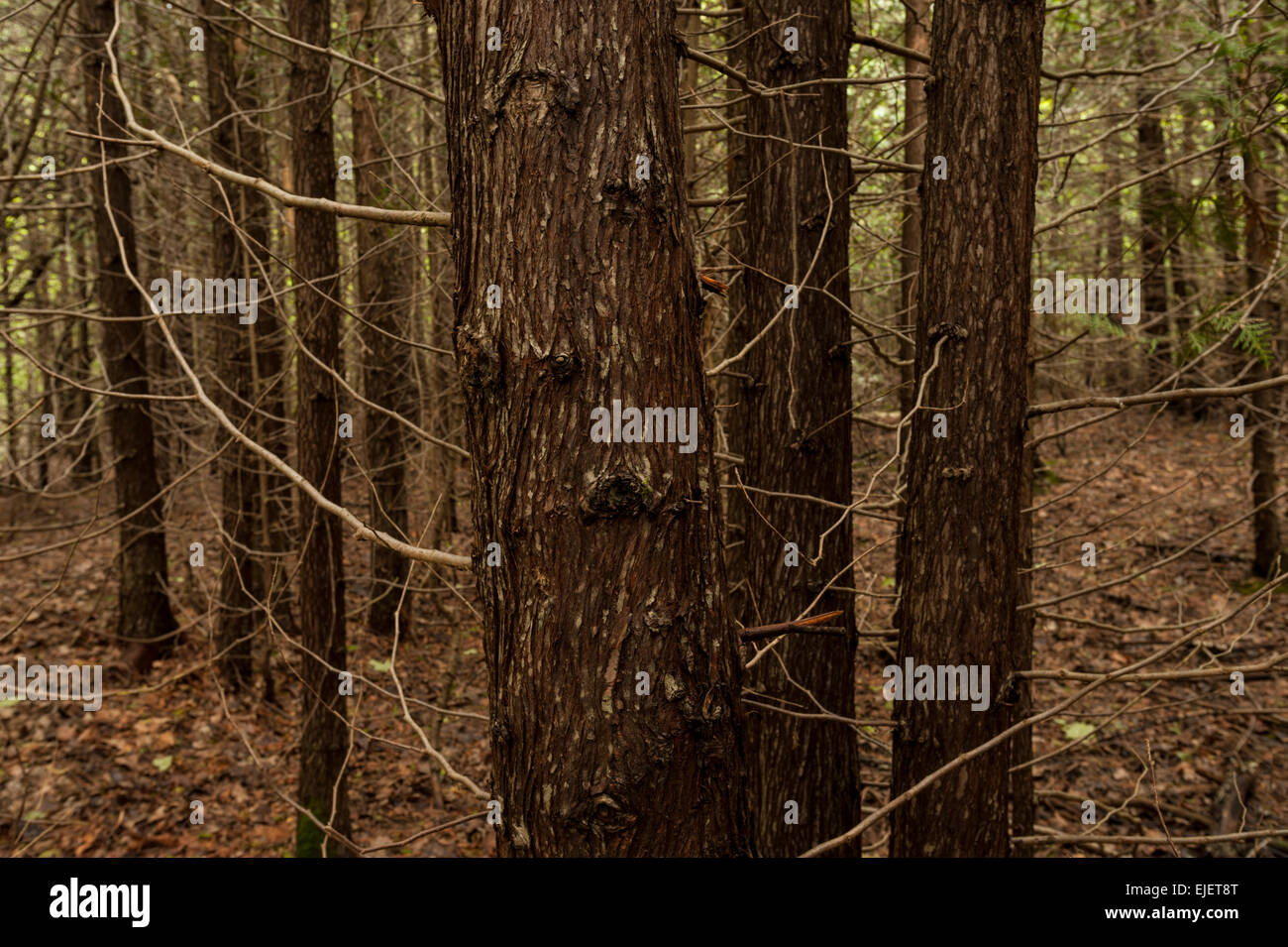 Thuja occidentalis rinde -Fotos und -Bildmaterial in hoher Auflsung  Alamy