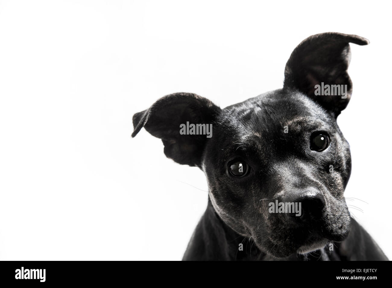 Schwarzer Terrier Pit Bull Mix Hund Portrait weißer Hintergrund Stockfoto