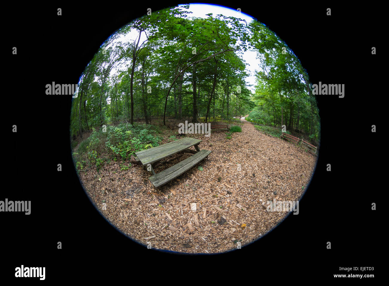 Picknick-Tisch In bewaldeten Park Stockfoto