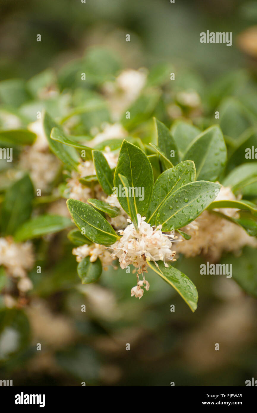 Osmanthus Heterophyllus (Holly Osmanthus, Holly Olive, falsche Holly) blühen im Herbst in Japan. Stockfoto