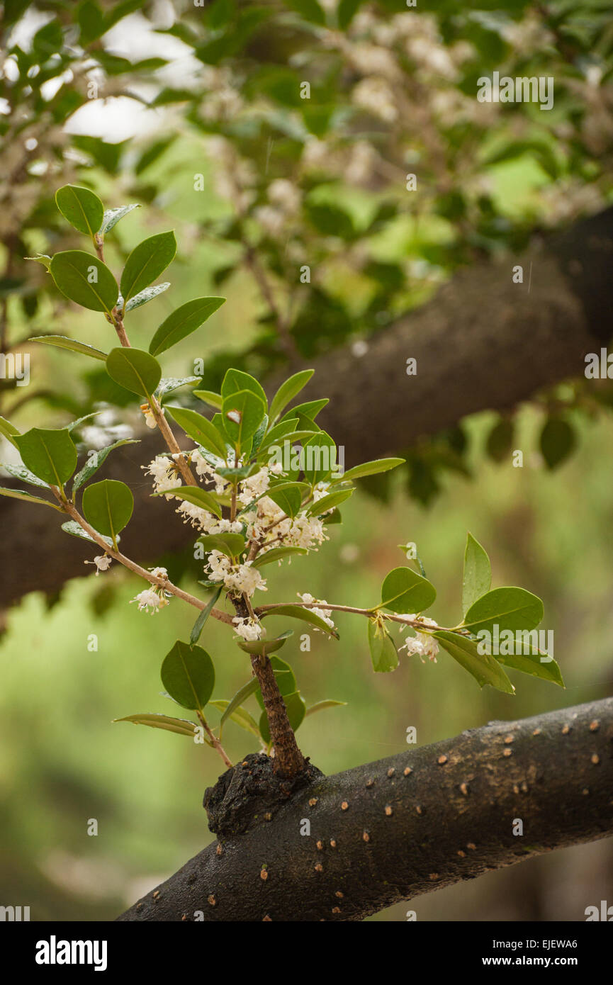 Osmanthus Heterophyllus (Holly Osmanthus, Holly Olive, falsche Holly) blühen im Herbst in Japan. Stockfoto