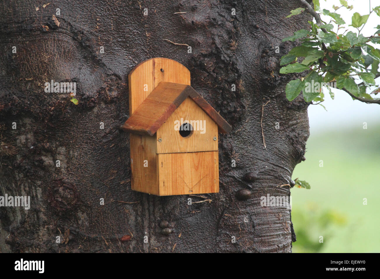 Britische Vogelkiste aus Holz am Baumstamm Stockfoto