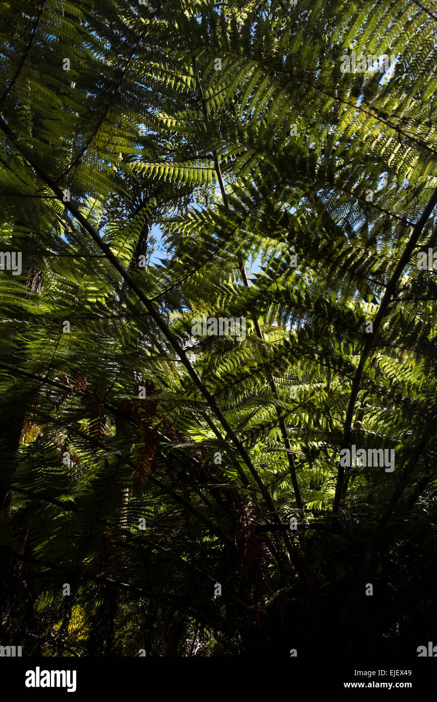 Orakei Korako geothermische Tal in der Nähe von Taupo in Neuseeland. Stockfoto