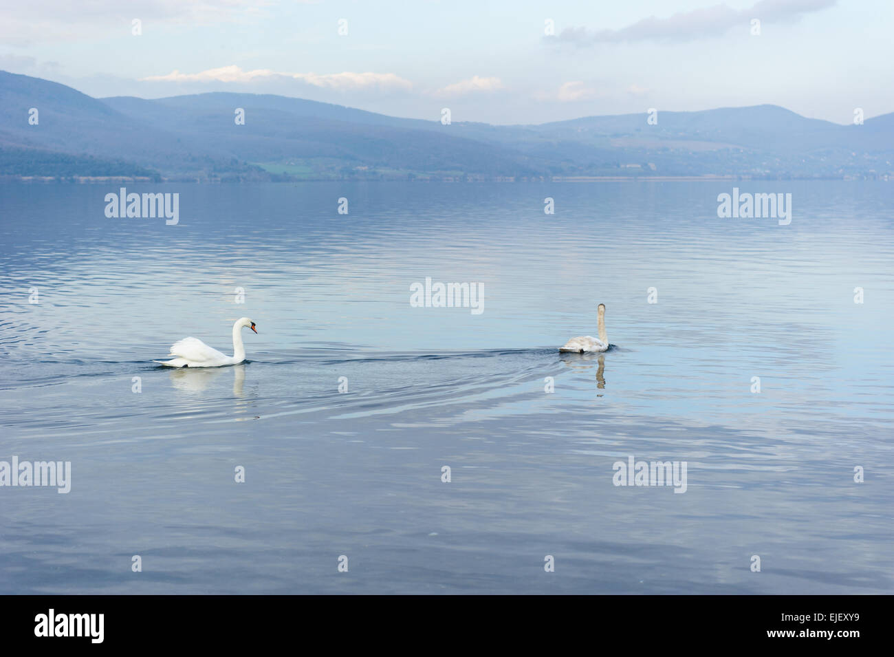 paar wilde weiße Schwäne auf einem ruhigen See Stockfoto