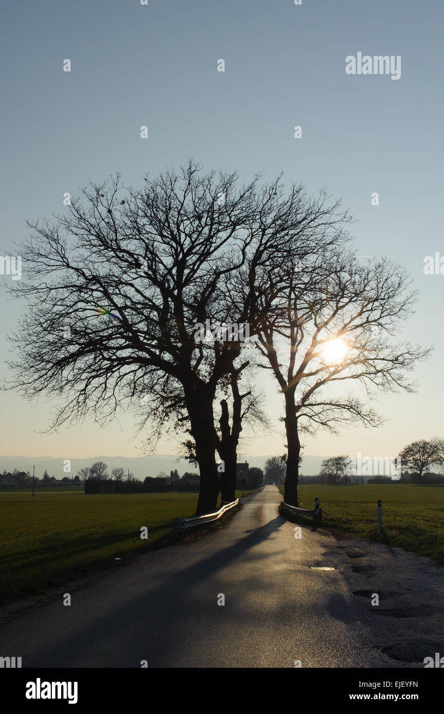 Einzigen Baum am Straßenrand mit hinteren Llt in eine Feld-Hof in Assisi, Umbrien, Italien. Stockfoto