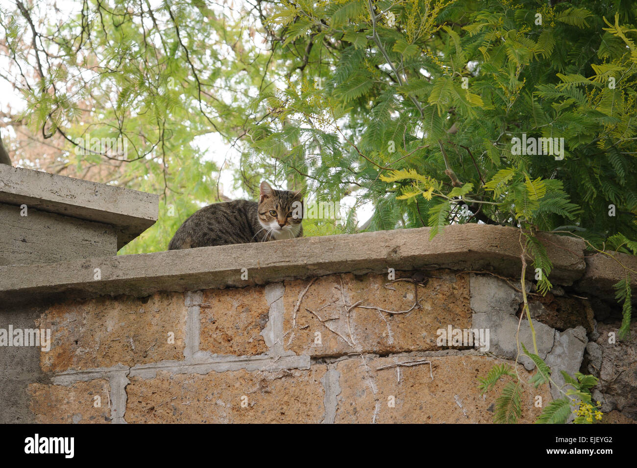Eine gestreifte Tabby Katze an einer Wand braun alte Wand aus Ziegeln gefertigt.  Die Katze ist Kamera beobachten. Stockfoto
