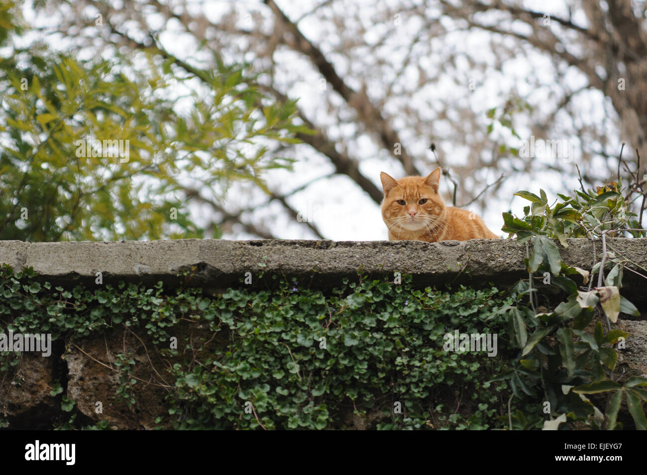 Eine gestreifte Tabby Katze an einer Wand braun alte Wand aus Ziegeln gefertigt.  Die Katze ist Kamera beobachten. Stockfoto