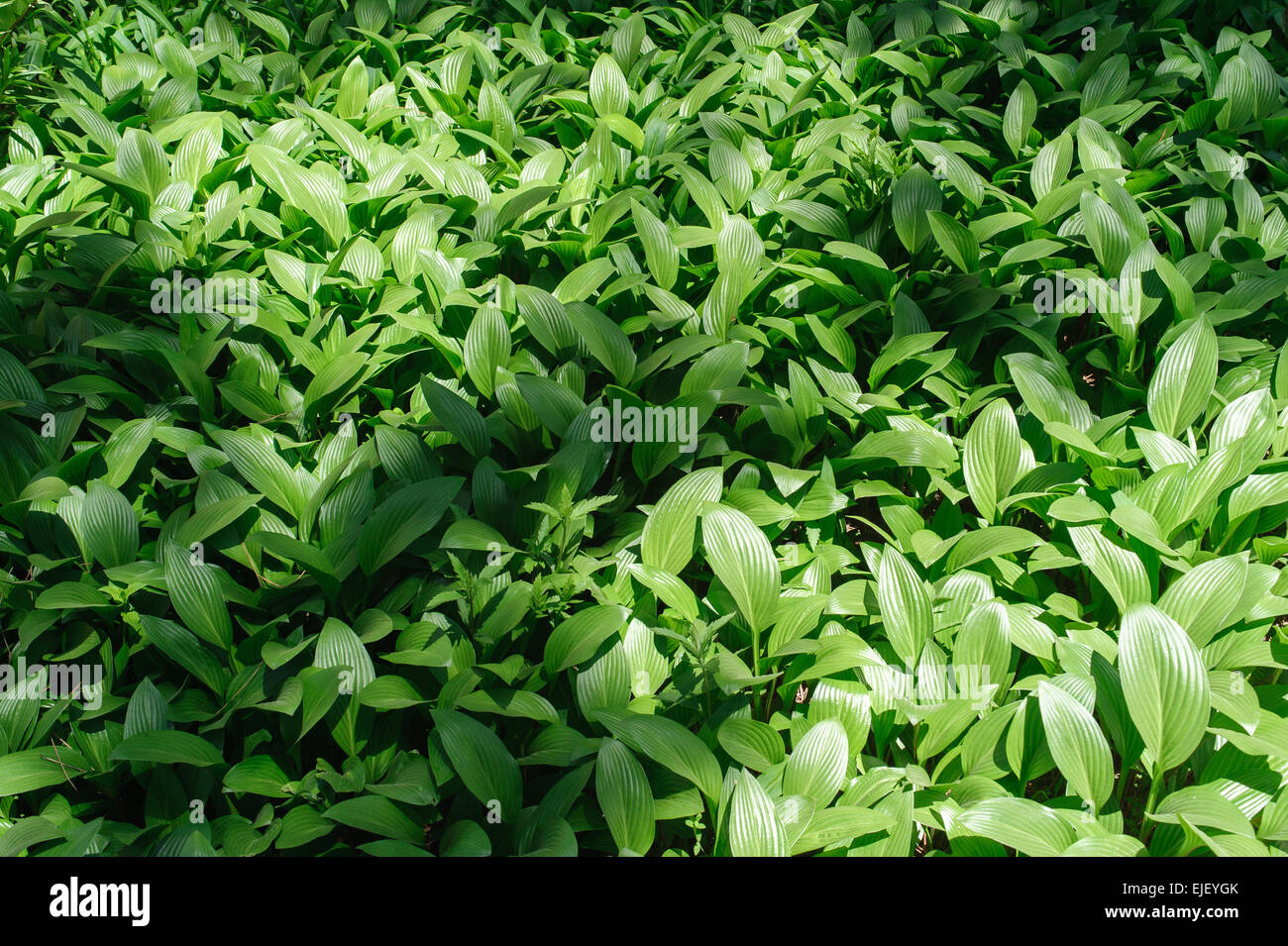 Hosta ist ein Schatten-toleranter Pflanzen. Es ist allgemein bekannt als Hostas, Wegerich Lilien, Gobishi oder Funkia. Stockfoto