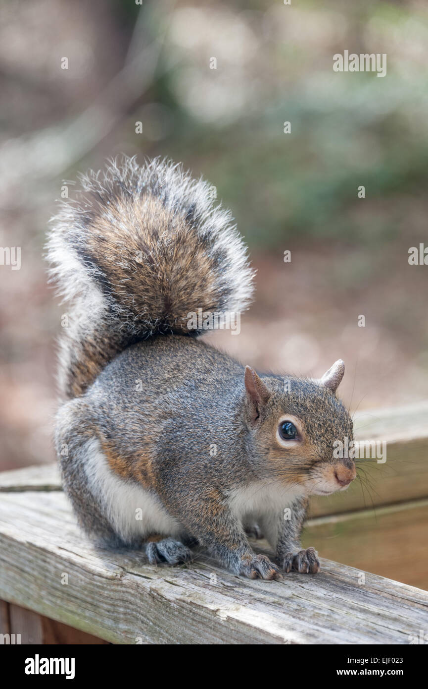 Baum-Eichhörnchen auf Holz Deck Geländer zu posieren. Stockfoto