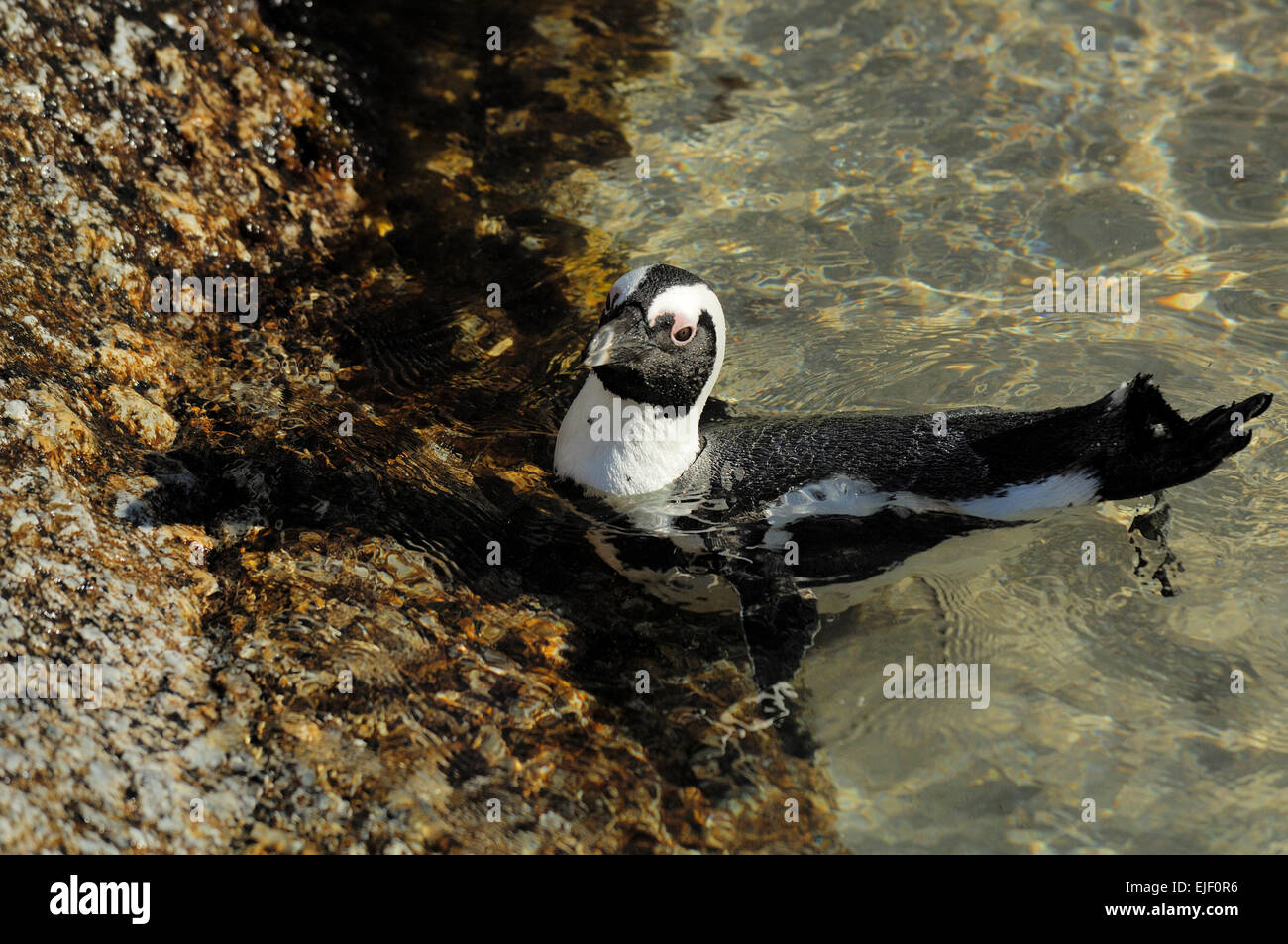 Der afrikanische Pinguin (Spheniscus Demersus), am Boulders Beach Stockfoto