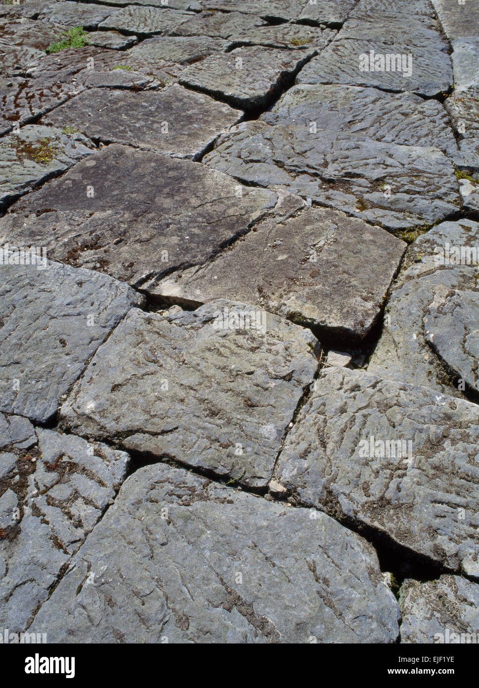 Piercebridge, N Yorks: Römische Steinplatten entlang der ehemaligen Fluss-Unterseite, wo steinerne Pfeilern unterstützt eine Holz-Fahrbahn unter Dere Straße über den Abschlägen Stockfoto