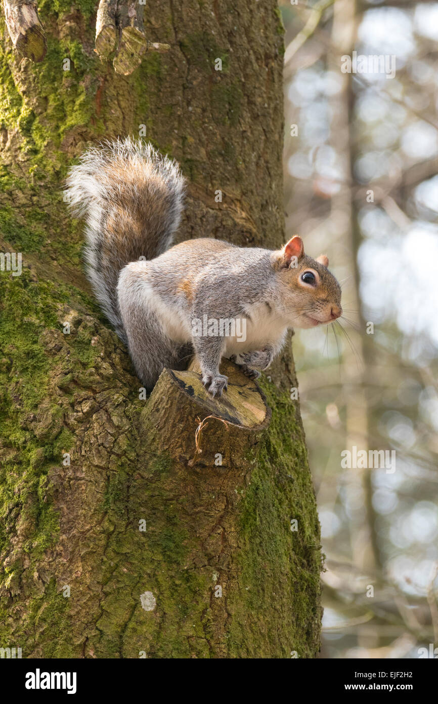 Britische Grauhörnchen, Sciurus Carolinensis etwa, aus einem Baumstumpf Zweig zu springen. Stockfoto
