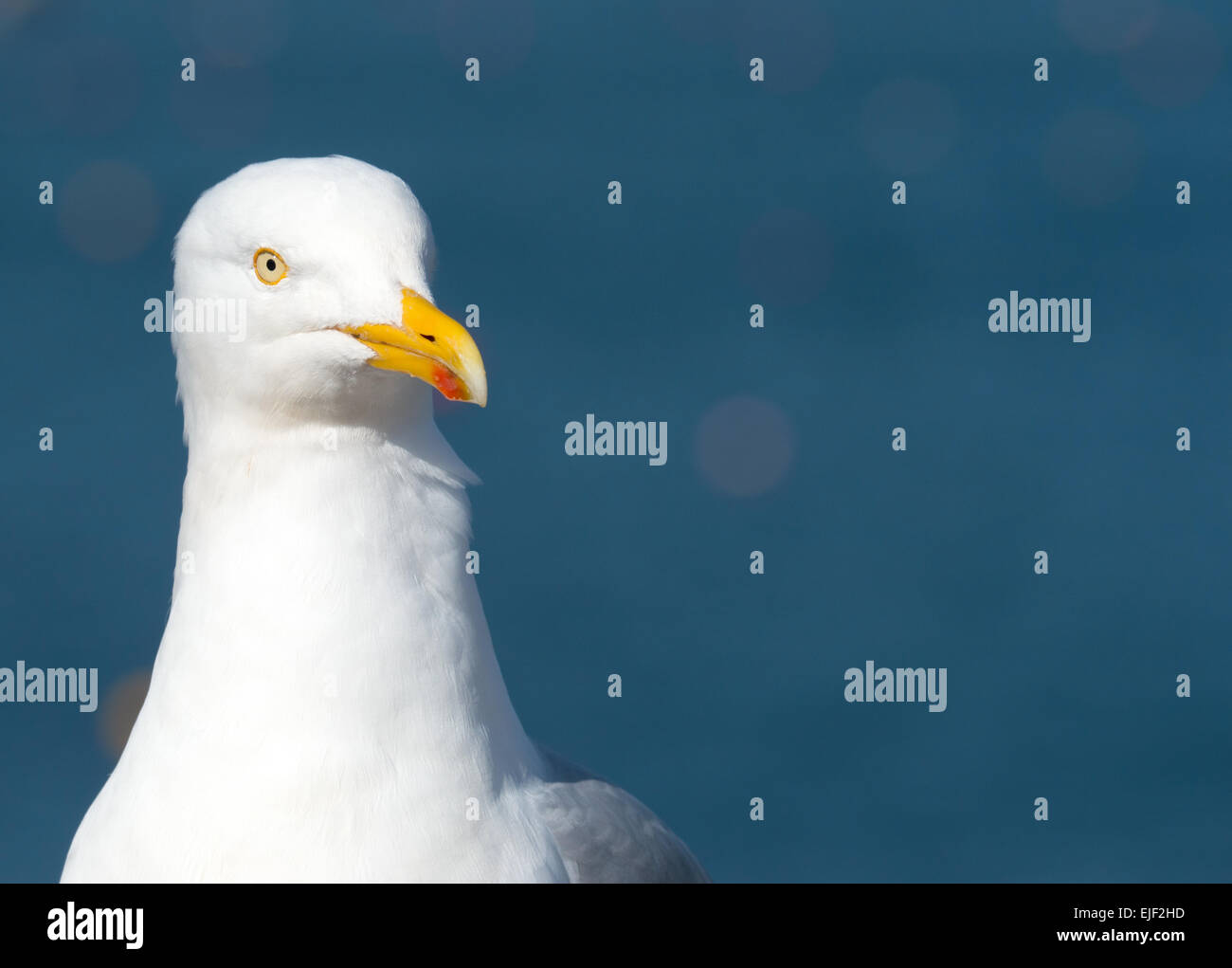 Möwe Vogel auf der Suche nach Nahrung, blaue Meer Hintergrund. Falmouth England UK. Stockfoto