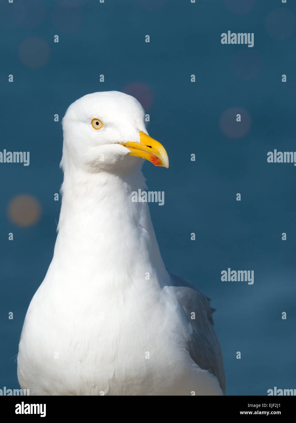 Möwe Vogel auf der Suche nach Nahrung, blaue Meer Hintergrund. Falmouth England UK. Stockfoto