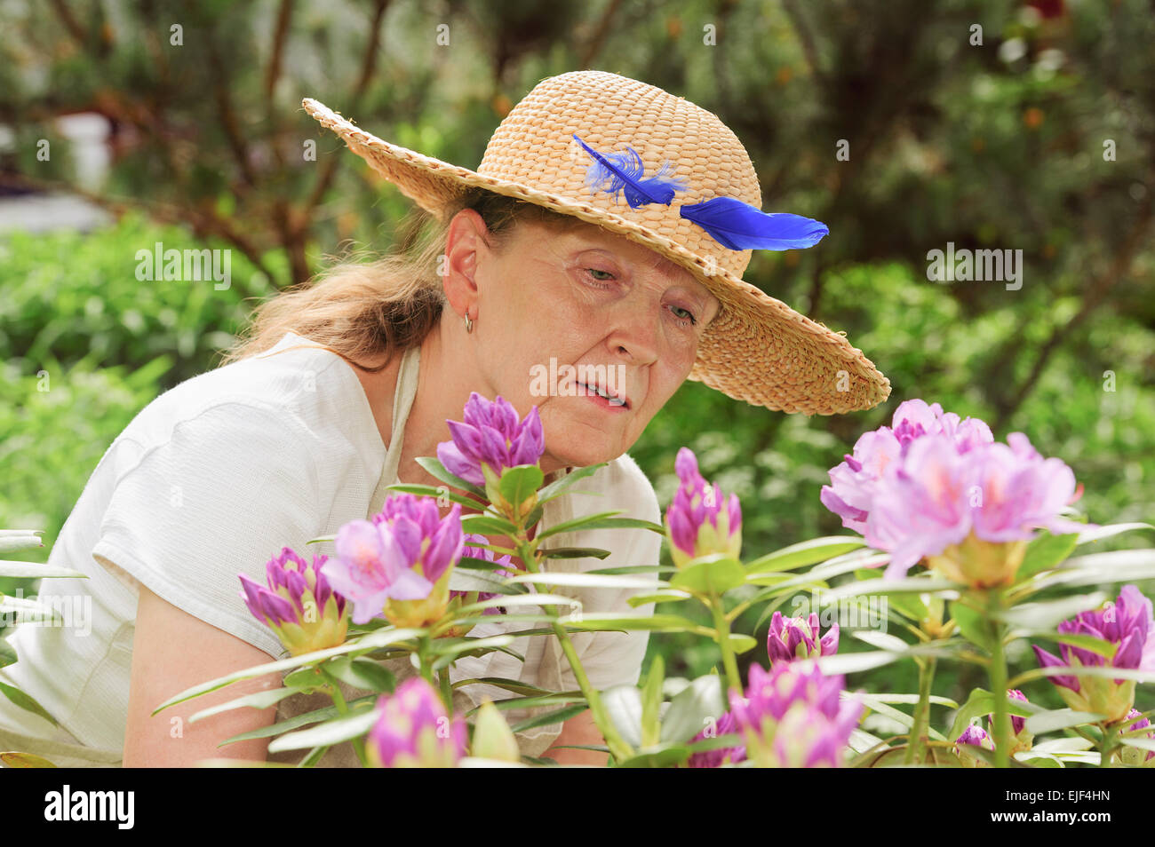 Ältere Frau Rhododendron Blüten betrachten. Sie trägt einen Strohhut mit eine blaue Feder drin. Stockfoto