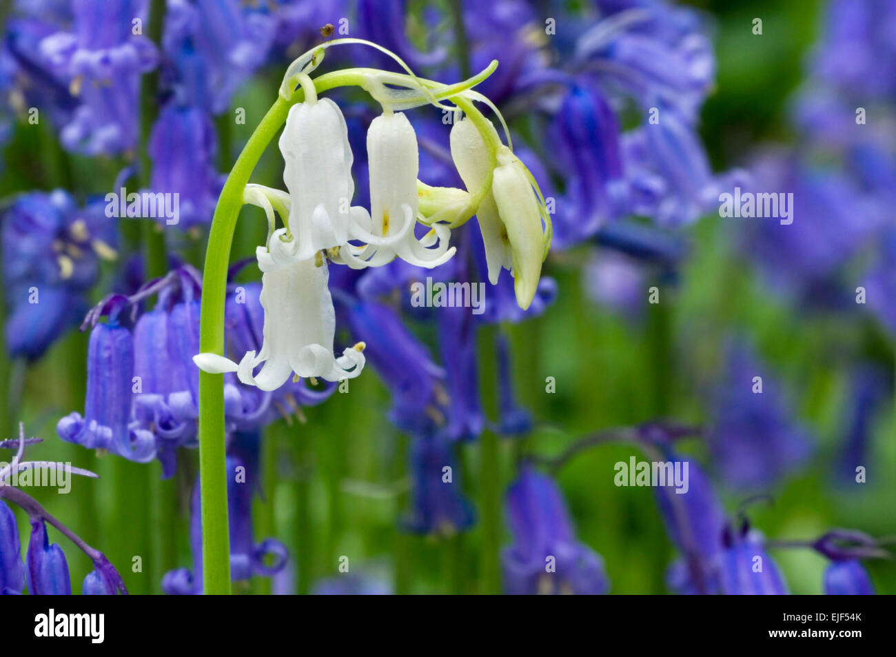 Glockenblumen (Scilla non-Scripta / Endymion Nonscriptus / Hyacinthoides non-Scripta) weiße Morphen unter blauen Blüten Stockfoto