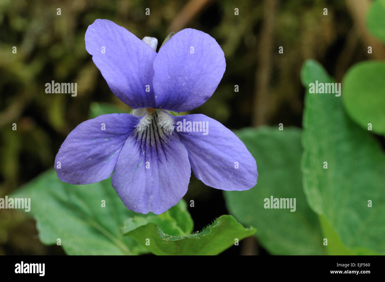 Holz violett / gemeinsame Hund-Veilchen (Viola Riviniana) in Blüte Stockfoto