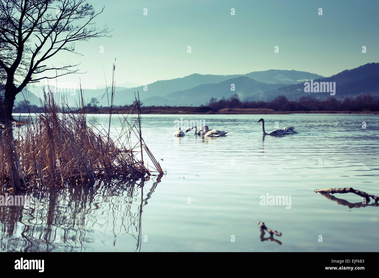 Schwäne auf dem blauen Seewasser in sonniger Tag Stockfoto