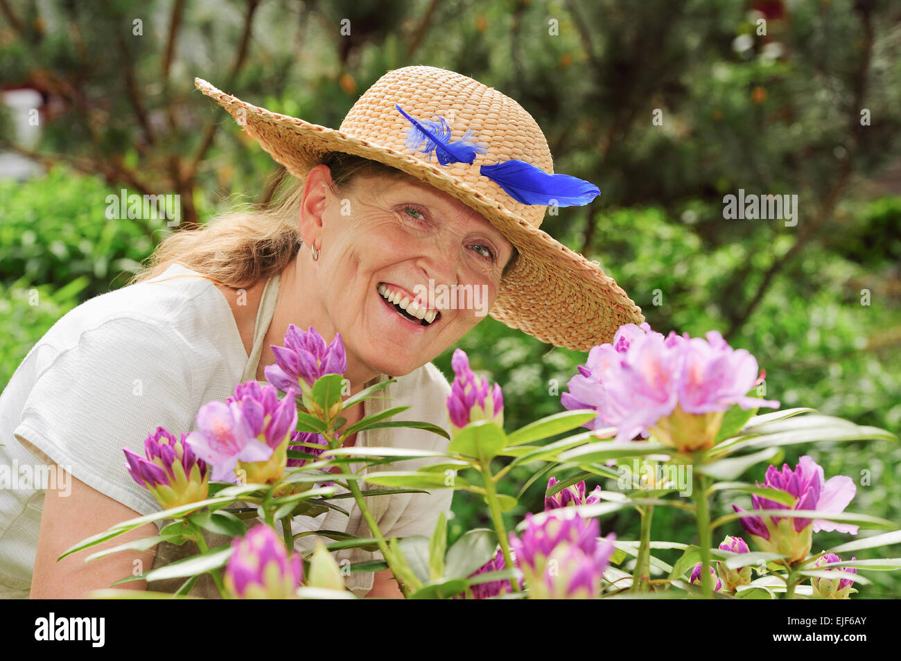 Ältere Frau lachend hinter Rhododendron Blüten. Sie trägt einen Strohhut mit eine blaue Feder drin. Stockfoto
