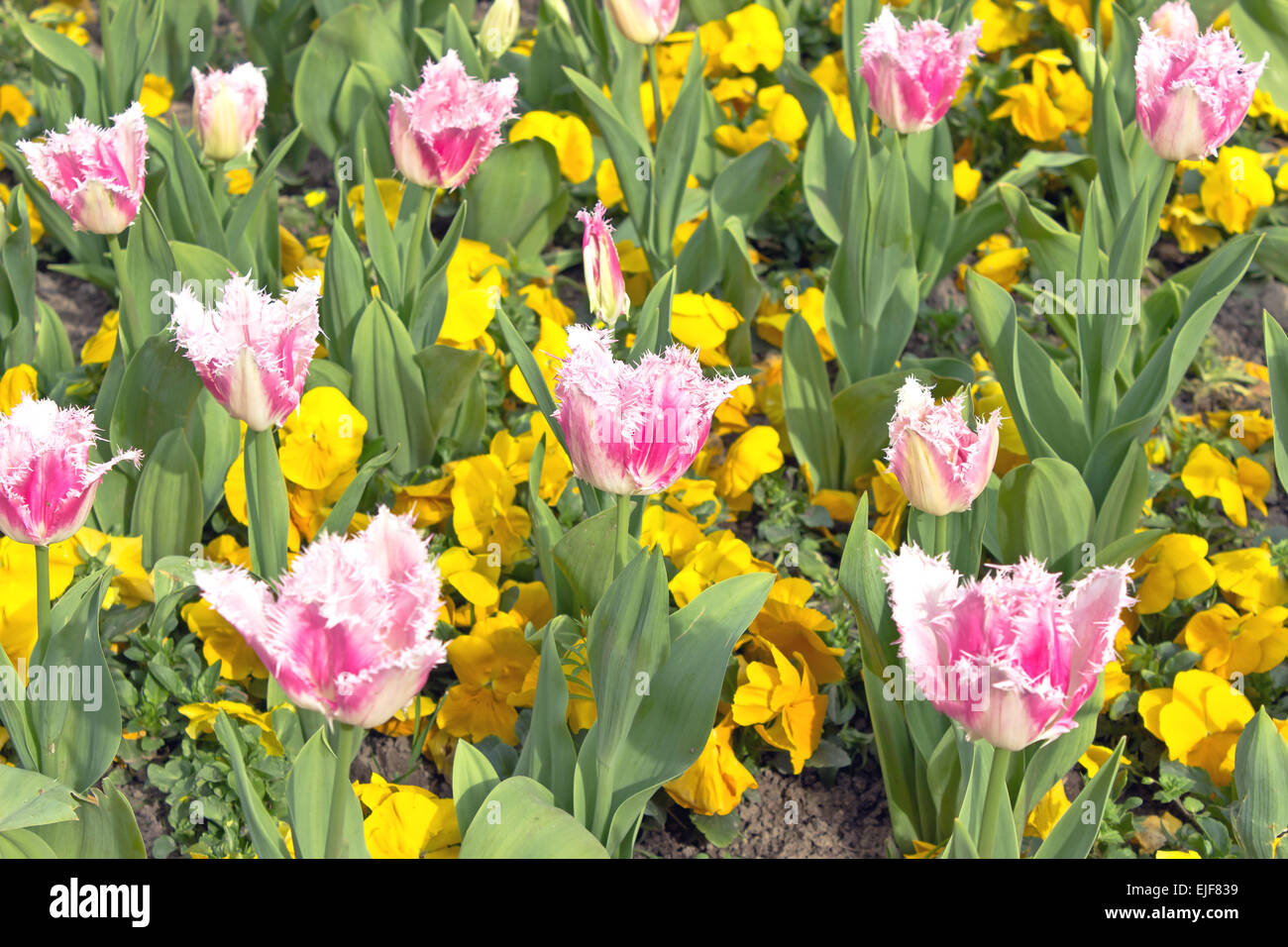 Tulpe Blumenfeld Stockfoto