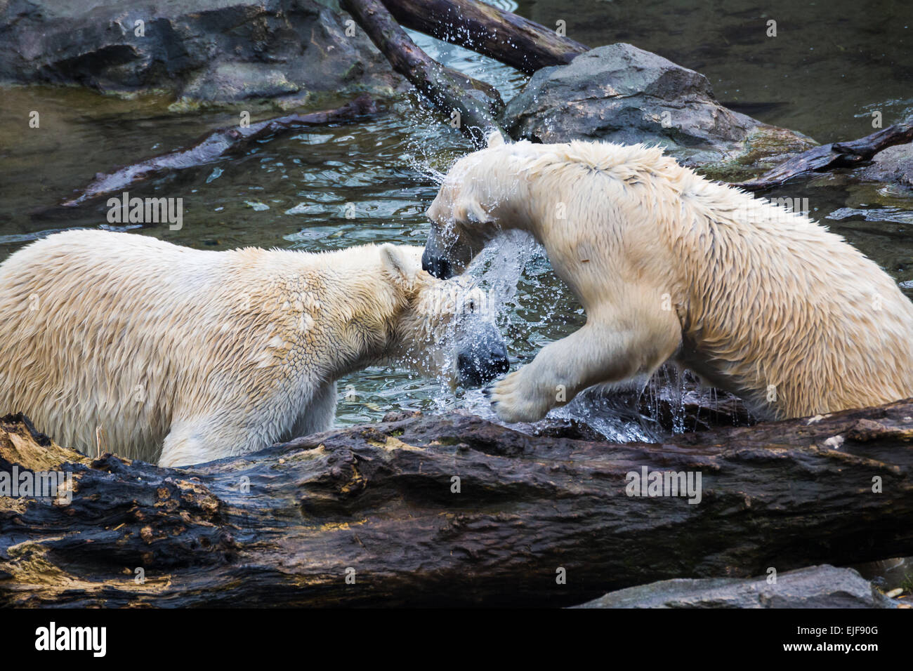 Eisbären im Wasser zu spielen. Stockfoto