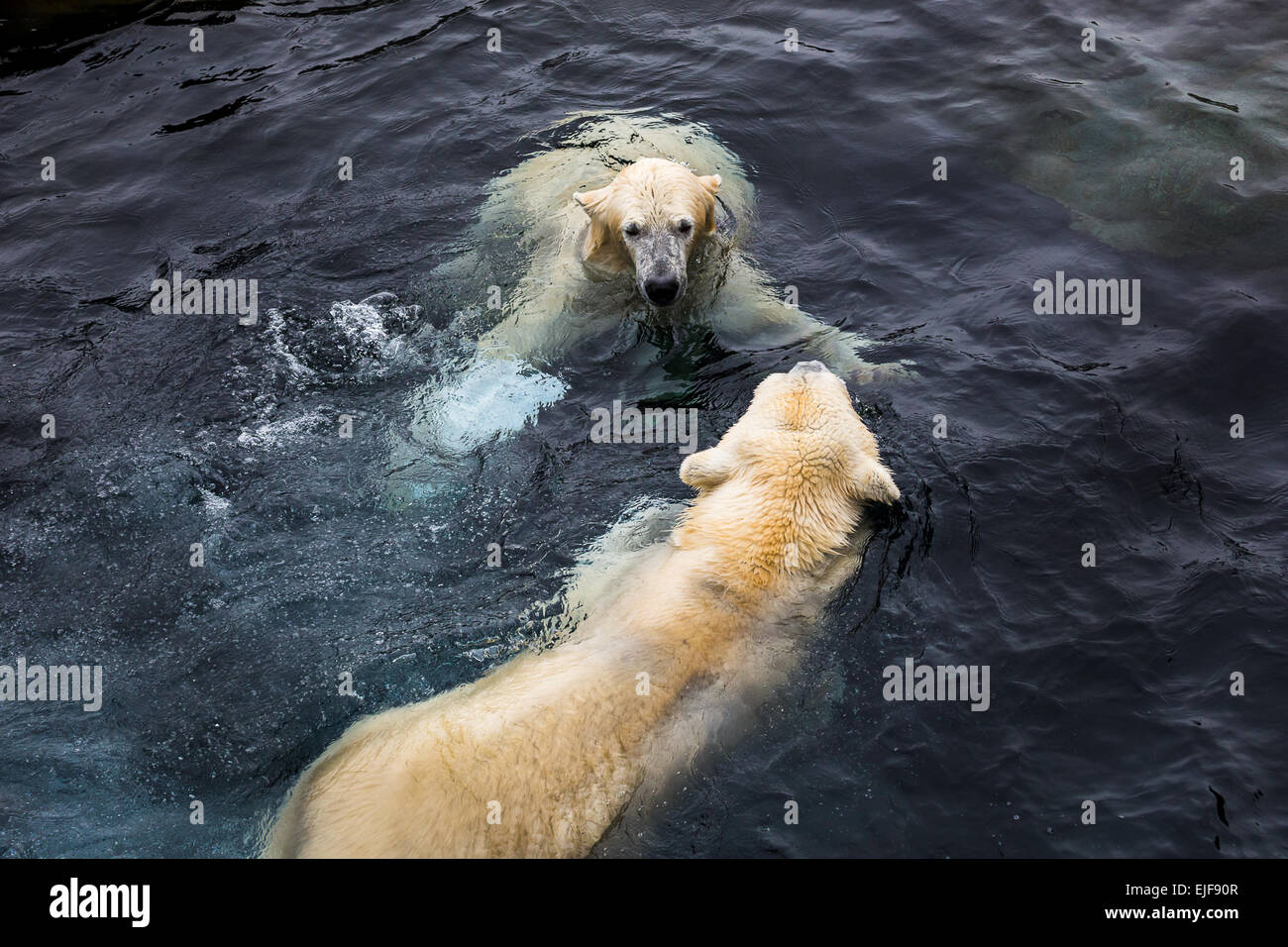 Eisbären in tiefem Wasser zu spielen. Stockfoto