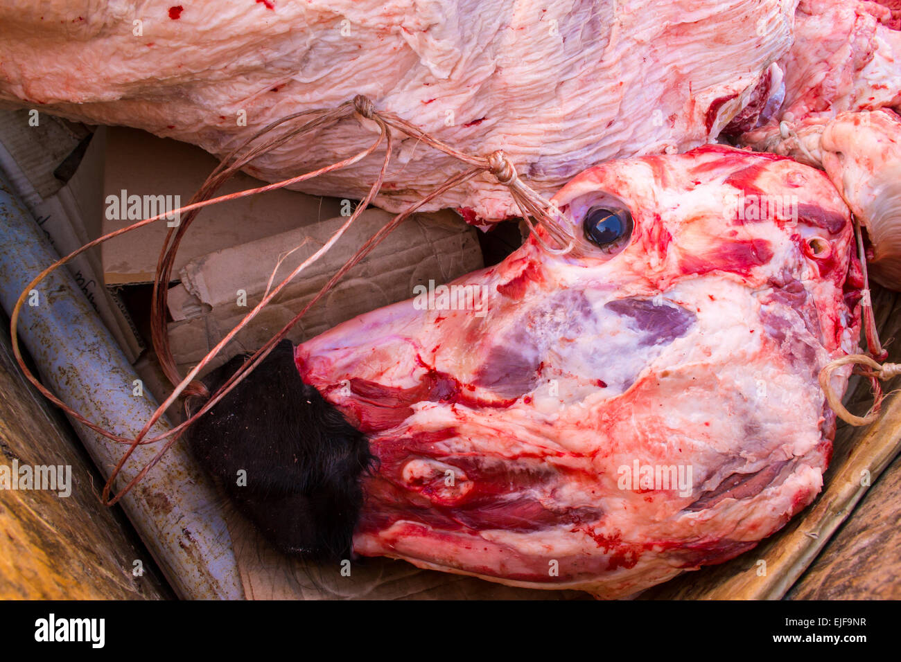 Eine ausrangierte Kühe Kopf nach allen essbaren Fleischessen beraubt Stockfoto