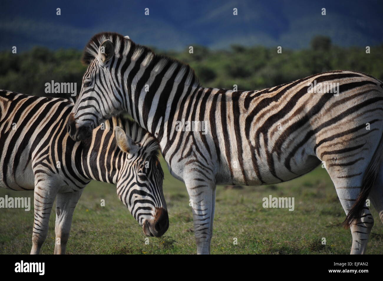 Zebra-paar Stockfoto