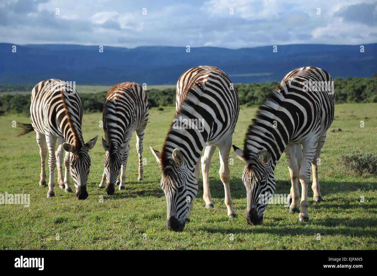 Zebra Streifen Stockfoto