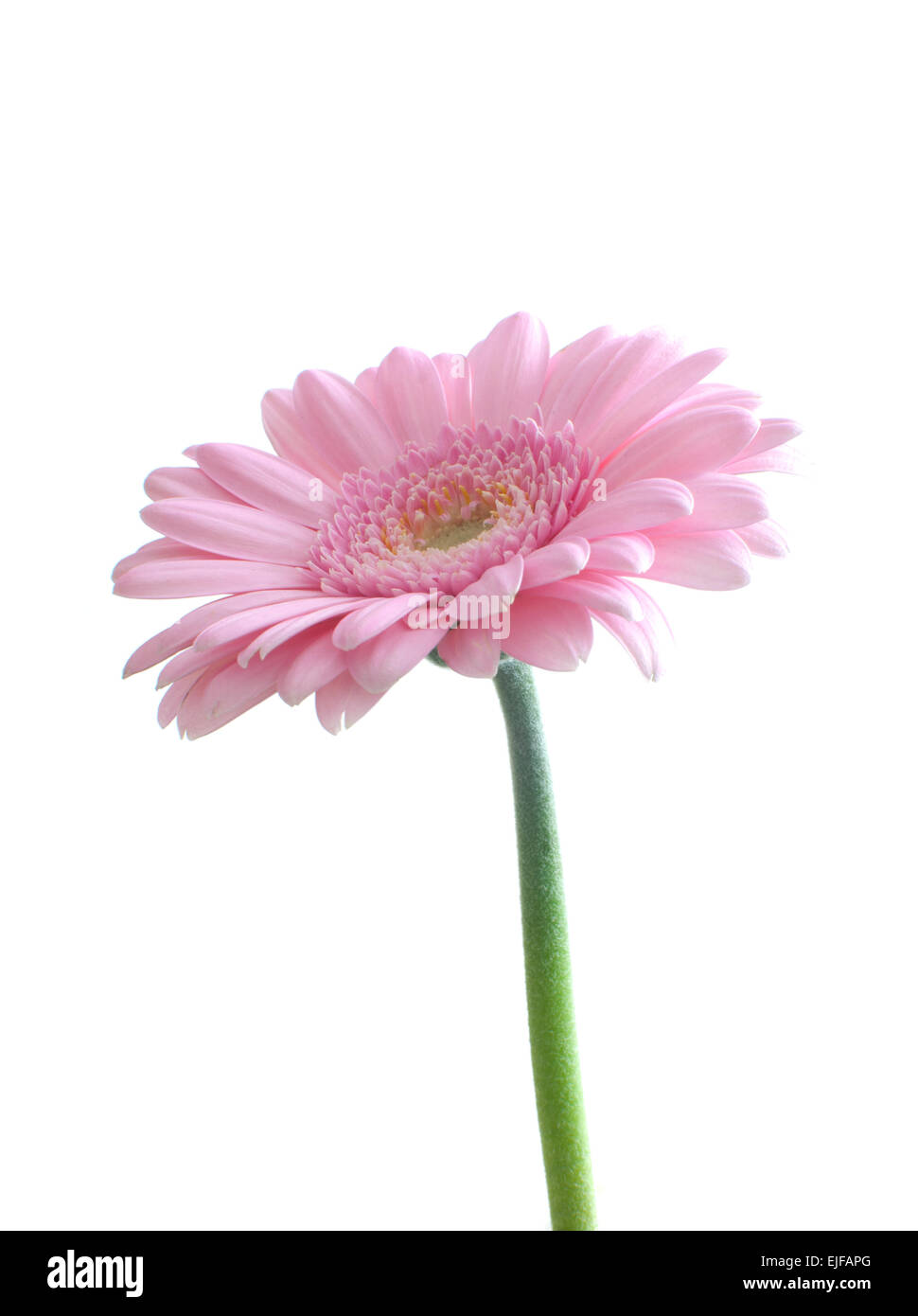 Rosa Gerbera Daisy vor einem weißen Hintergrund Stockfoto