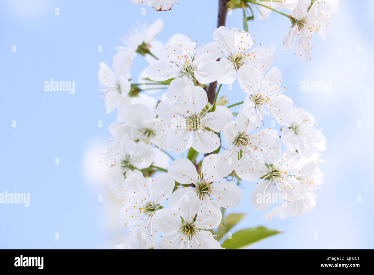 Blumen der Kirschblüten an einem Frühlingstag. Kreuz Verarbeitung Stockfoto