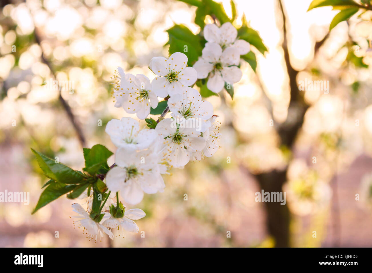 Blumen der Kirschblüten an einem Frühlingstag. Kreuz Verarbeitung Stockfoto